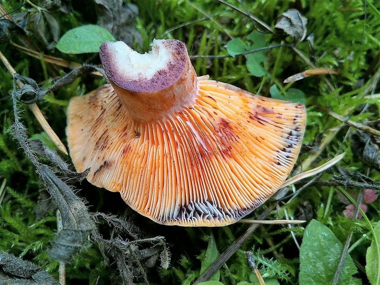 Рыжик Полукрасный гриб. Lactarius semisanguifluus. Пластинчатые съедобные грибы рыжики. Рыжик пластинчатый.