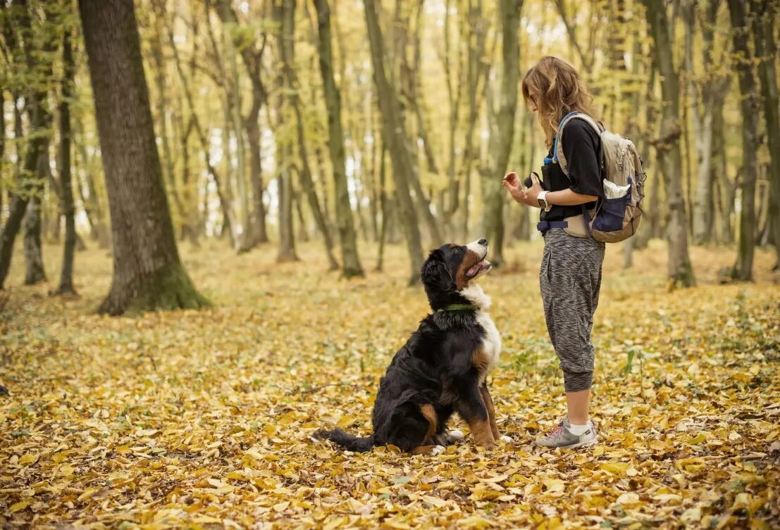 Лабрадор собака дрессура. Воспитание собаки. Золотистый ретривер дрессировка. Собака с хозяйкой. Поводок для собак.