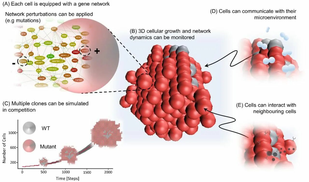 Cell growth. ECL клетки. Cellular component and growth Factor content. Cell grown facctor.