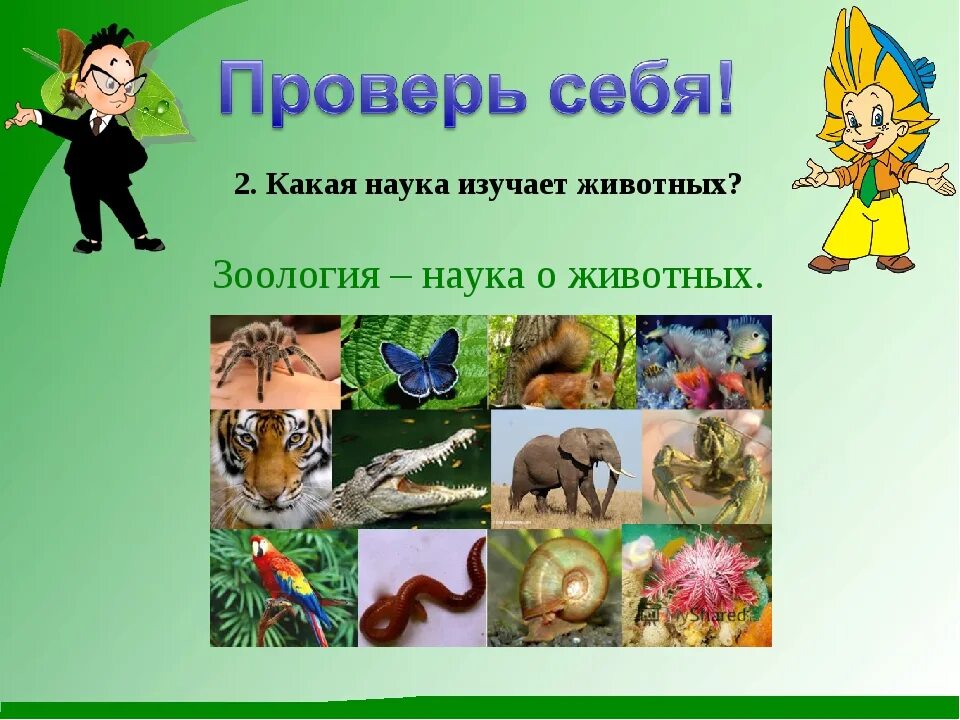 Окружающий мир проект животных. Разнообразие животных. разнообразие животных 3 класс. разнообразие животных 3 класс окружающий мир. разнообразие животных презентация.
