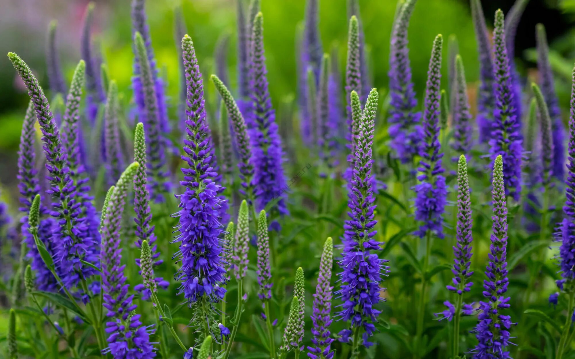 Василистник нитчатый. Вид многолетних травянистых. Вид многолетних травянистых. Очиток видный (sedum spectabile `brilliant`). Вид многолетних травянистых.