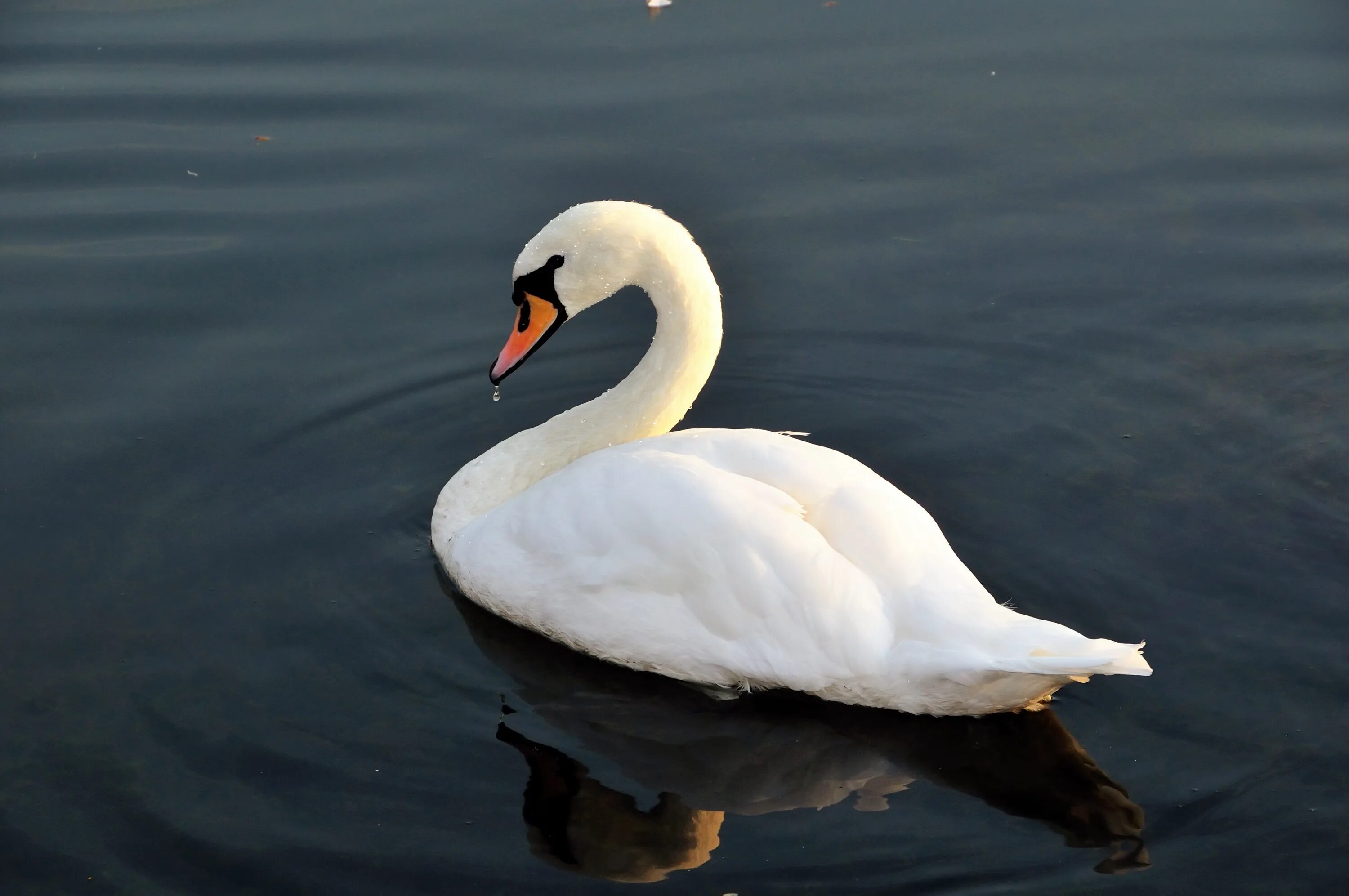 черношейный лебедь. лебедь. одинокий лебедь. белый лебедь шипун. лебеди на озере.