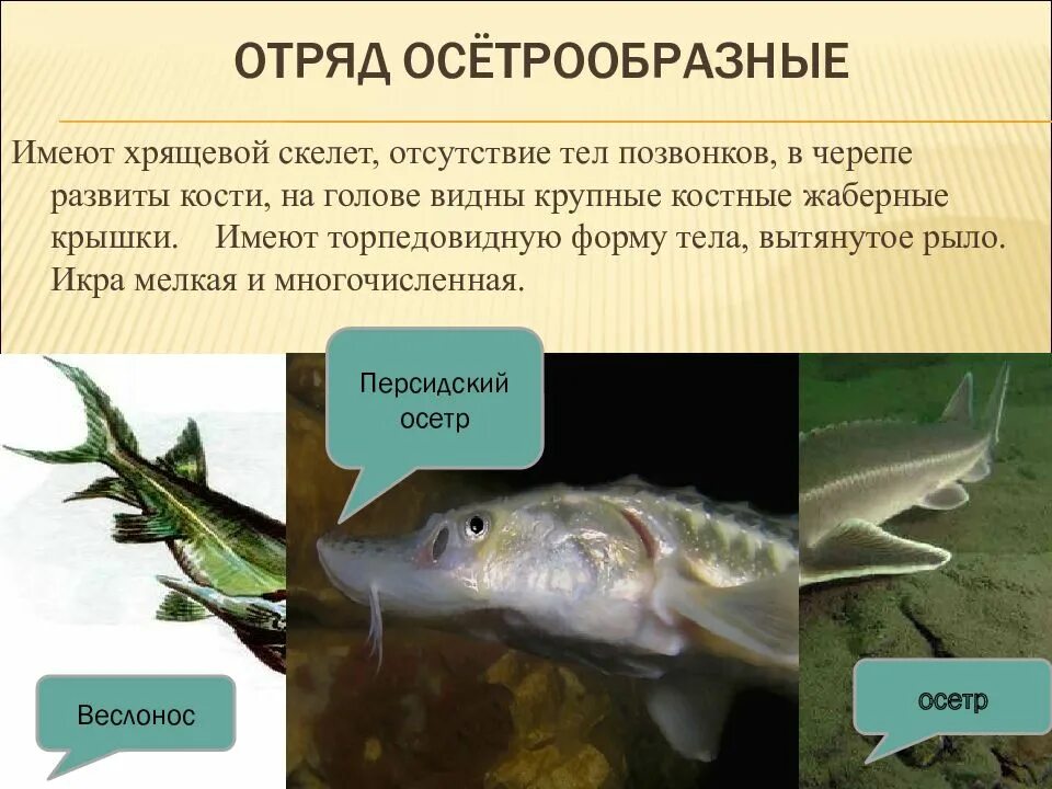 Тип скелета хрящевых