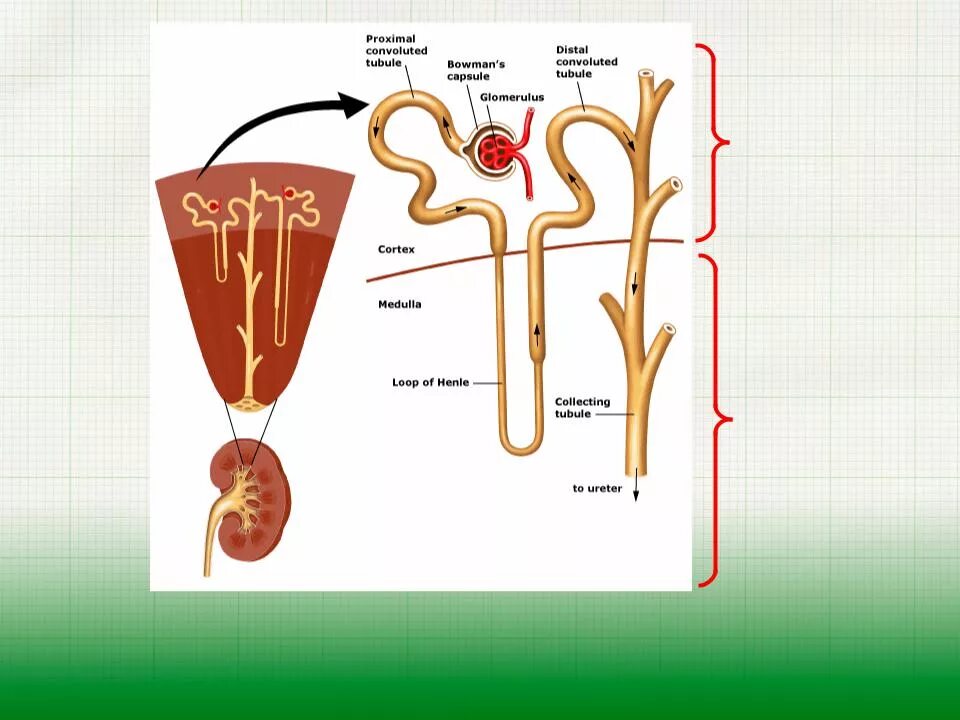 Капсулы нефронов находятся в мозговом. Строение нефрона почки. Мочевыделительная система строение нефрона. В капсулах нефрона в корковом слое. Части нефрона канальцы.