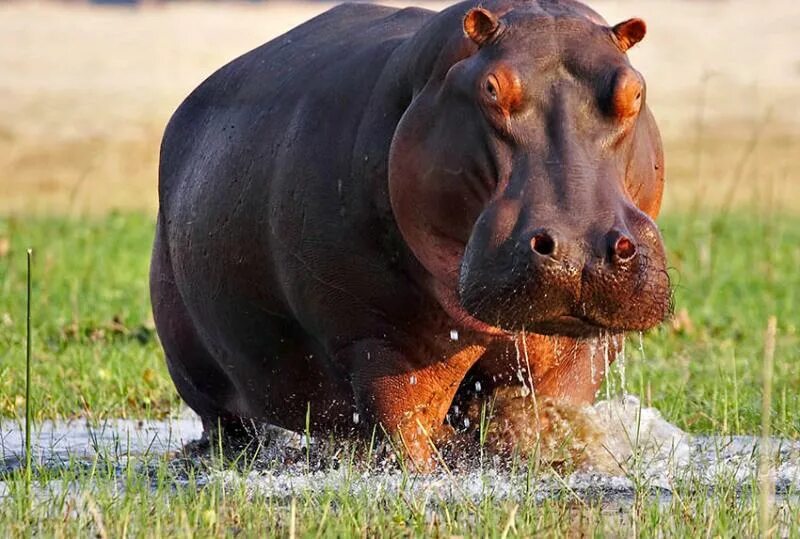 Норта hippo. Hippo p1008. hippo 2025. пуф бегемот hippo. hippo livesplain.