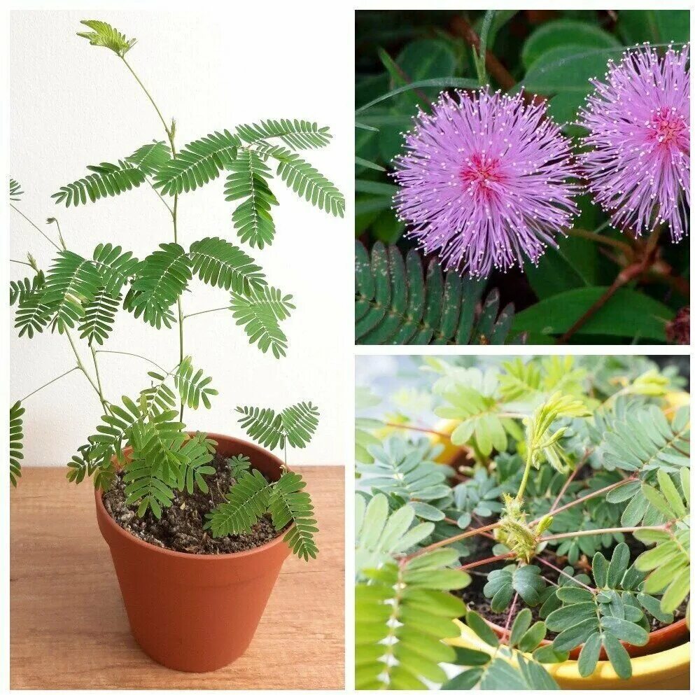 Acacia dealbata - Plantslive