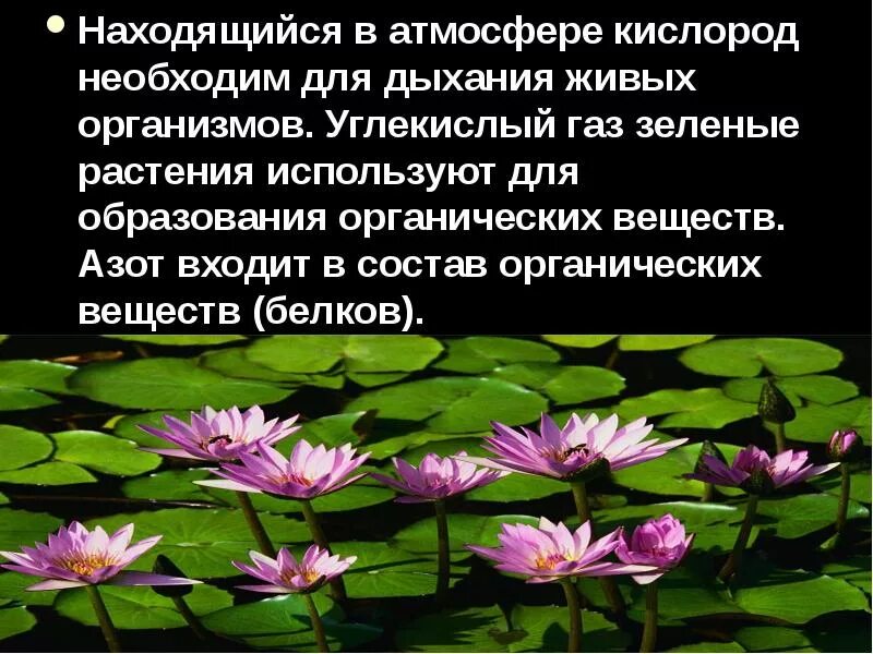 Цвет необходим живым организмам для. Зеленые растения используют для дыхания. Кислород необходим для дыхания. Растения обогащают воздух кислородом для дыхания. Кислород необходим растению для.