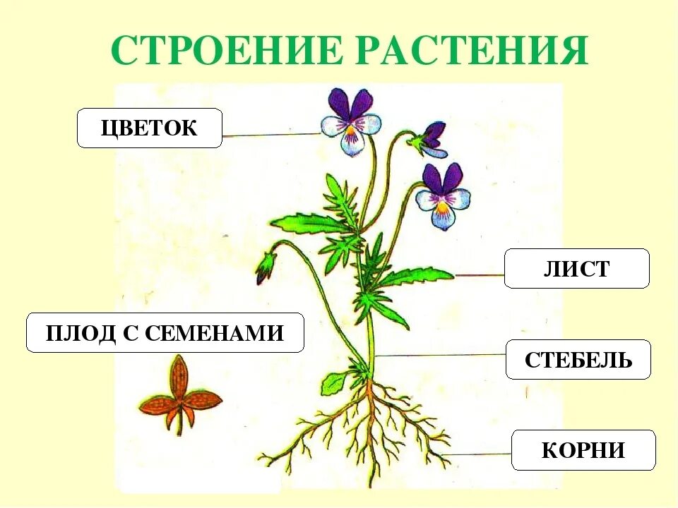 Корни есть листьев нет. Схема корень, стебель, лист у растения. Карточка строение цветкового растения. Схема корень стебель лист цветок. Строение растения цветок, стебель, корень.