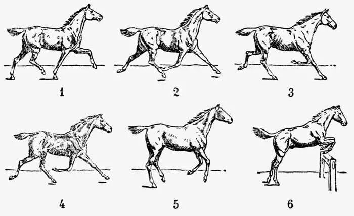 Передвижение лошади. Шаг Рысь галоп и иноходь. Галоп Аллюр иноходь. Галоп Аллюр лошади схема. Аллюр лошади иноходь.