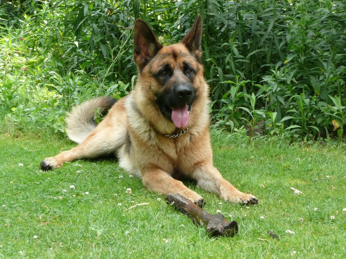 The Estrela Mountain Dog: Large and Hard-working Estrela mountain dog, Mountain