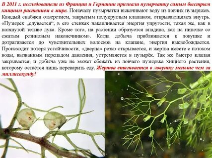 Морфологический критерий пузырчатка обыкновенная
