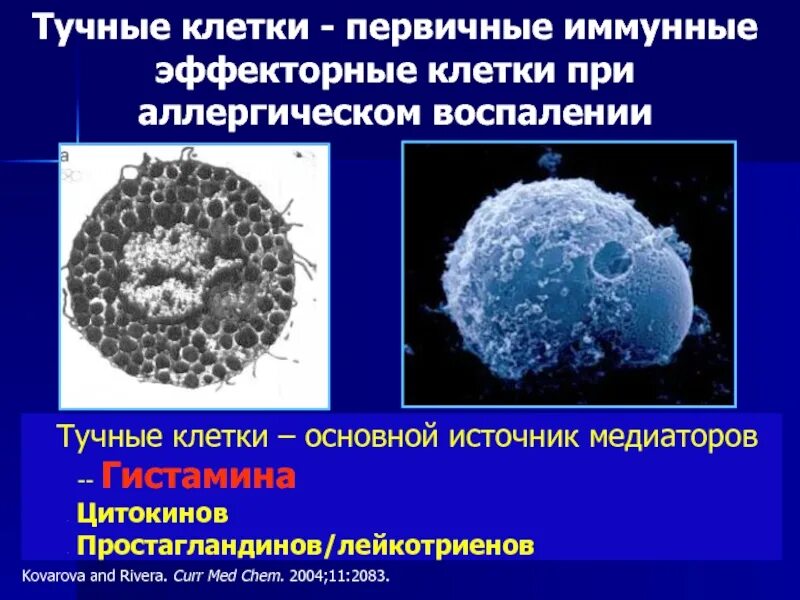 Дегранулированные тучные клетки. Механизм дегрануляции базофилов. Иммуноглобулин е зависимые аллергические реакции. Реакция тучных клеток. Реакция тучных клеток.