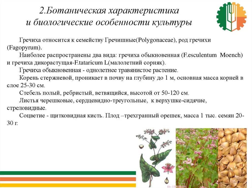 Особенности гречихи. Ботаническая характеристика гречихи. технология выращивания гречихи. гречиха посевная ботаническое описание. ботанические признаки гречиха.