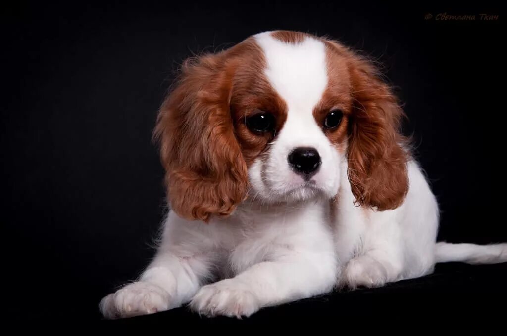 собака ксении бородиной. собака бородиной порода берти. спаниель у бородиной. берти у бородиной порода. какая порода у бородиной.