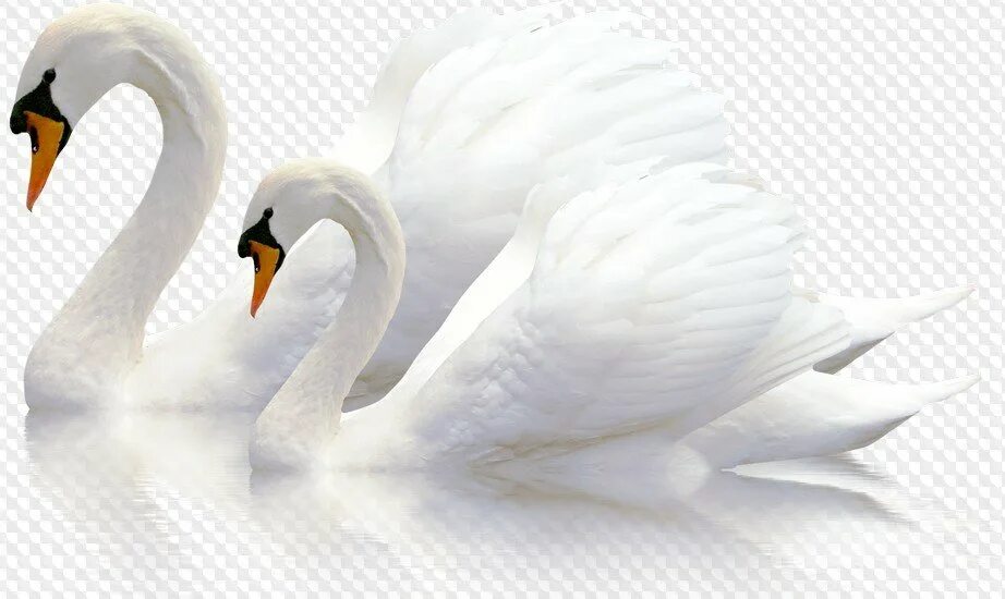 Лебедь на белом фоне. Свадебные лебеди на прозрачном фоне. Лебедь на прозрачном фоне. Лебеди для фотошопа. Картинка лебедей на прозрачном фоне