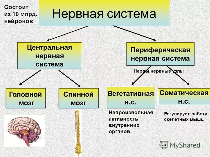 Нервная система состоит из нервных узлов. Нервная система из чего состоит схема. основные отделы центральной нервной системы человека схема. нервная система цнс и пнс схема. сопоставьте отделы центральной и периферической нервных систем.