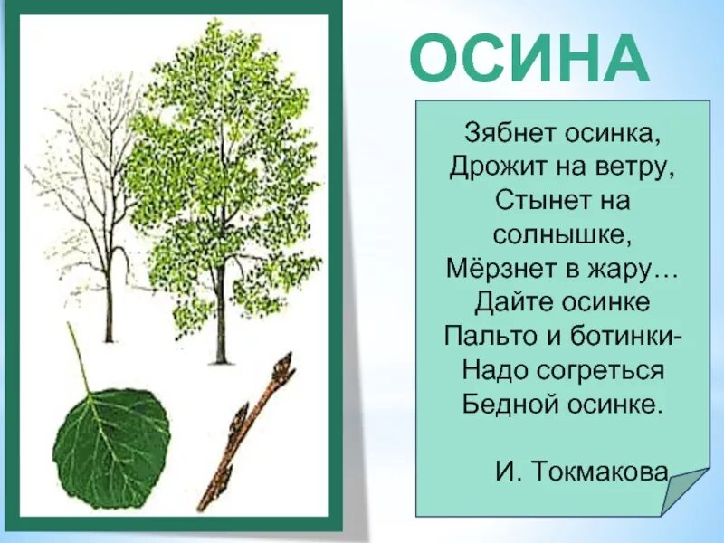 предложение со словом деревья. предложение со словом лес. предложение со словом деревья. предложение из слов лес деревья. предложение со словом тихий.