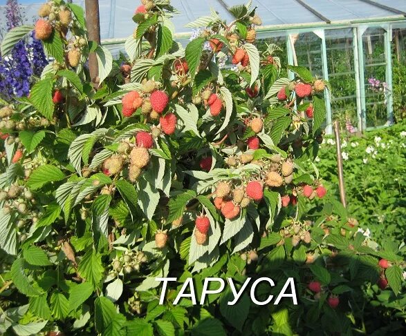 Малиновое дерево Таруса (Tarusa). Сорт малиновое дерево "Таруса". Малина штамбовая Таруса малиновое дерево. Малина штамбовая Таруса.