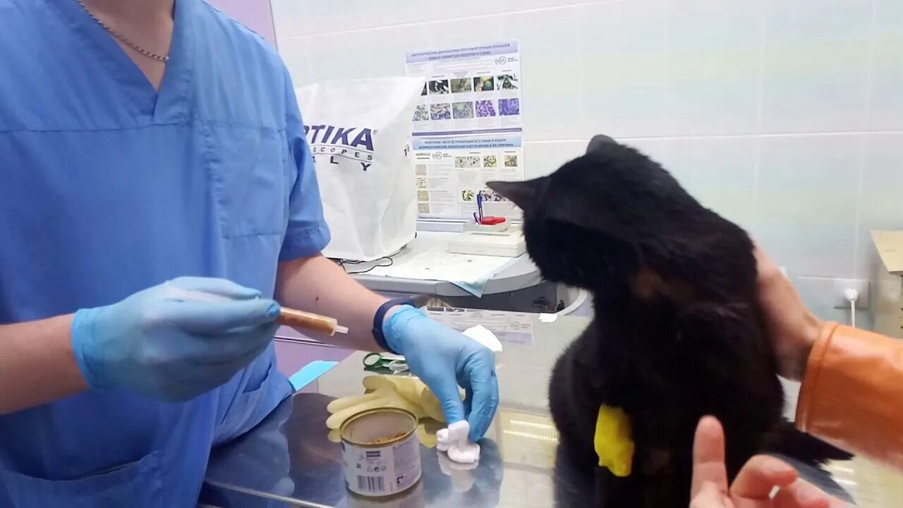 Шприцы для принудительного кормления больных и ослабленных животных. Шприц для животных. Как кормить кошку из шприца принудительно. Приспособления для принудительного кормления кошек. Как кормить кошку из шприца принудительно.