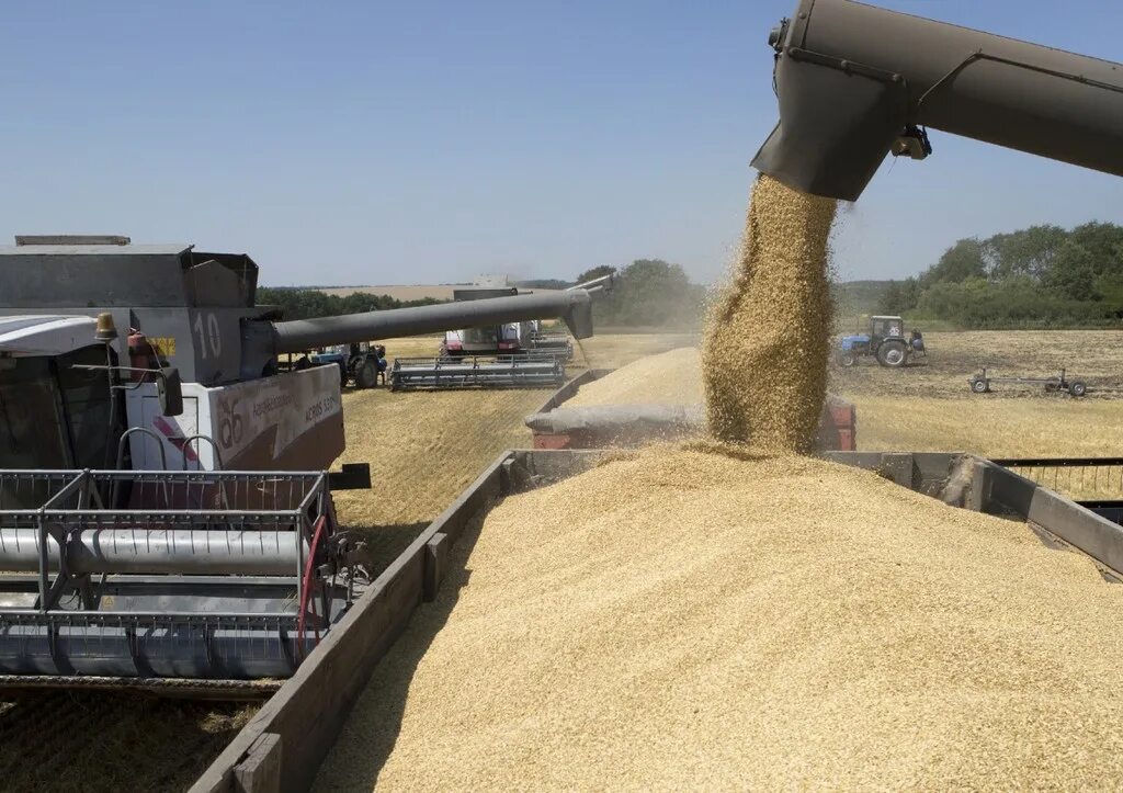 1 5 млн тонн. Урожай зерна. Перевозка пшеницы. Машина с зерном. Сбор урожая.