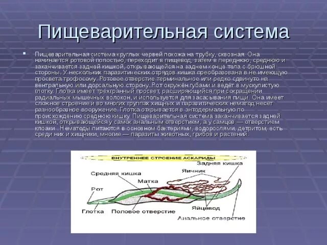 Тип круглые черви пищеварительная. Круглые черви пищеварительная система 7 класс. Сквозная пищеварительная система у круглых червей. Пищеварительная система круглых червей 7 класс. Круглые черви пищеварительная система кратко.