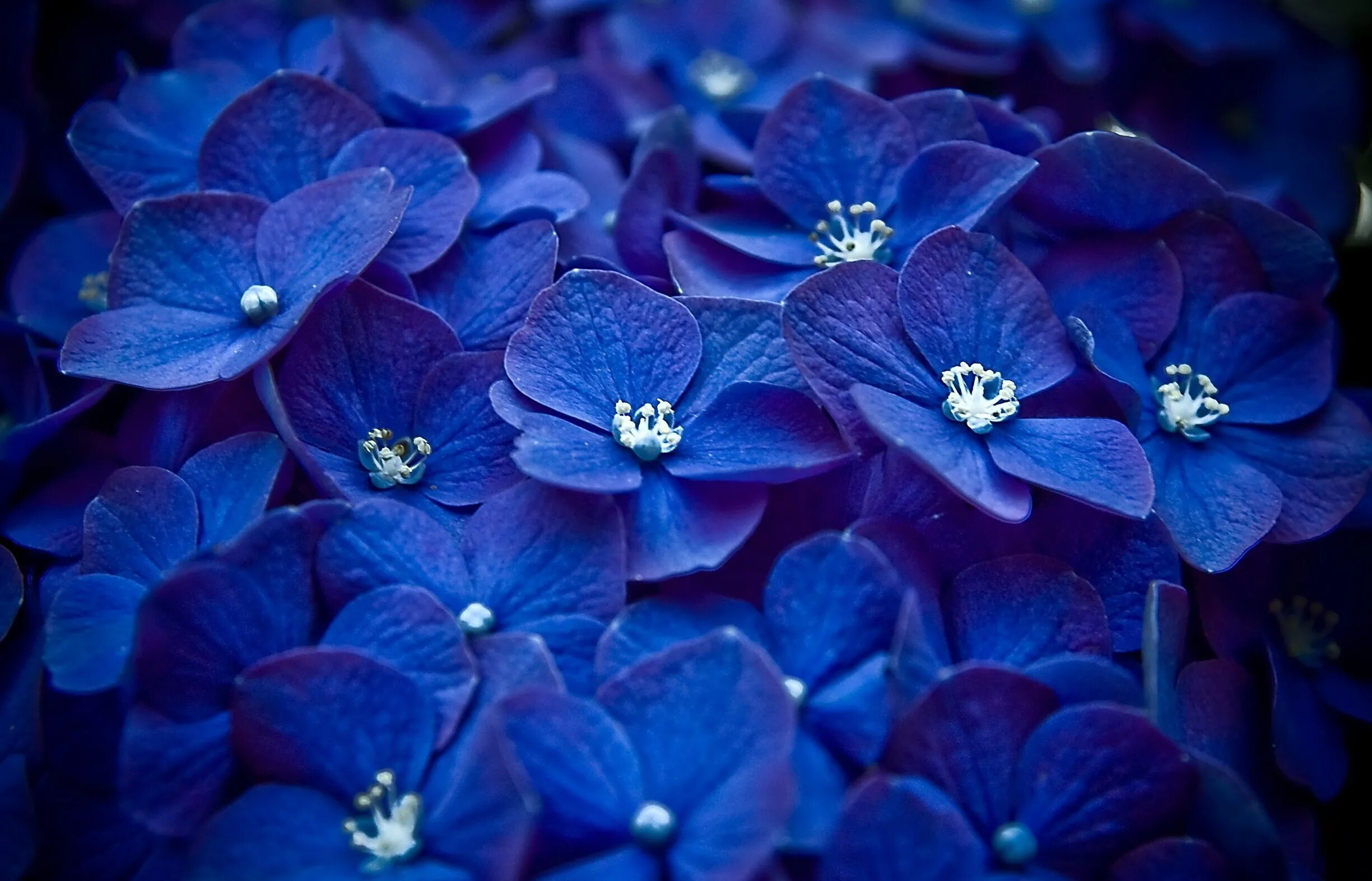 Цветочек голубой. Заставка на телефон голубого цвета. Цветок "гортензия". Синий цвет. Смартфон samsung galaxy m20 32gb.