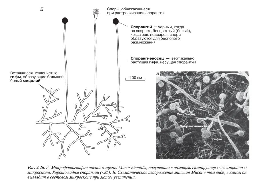 Обнаружены споры и мицелий. Строение мицелия мукора. Строение гриба рода Mucor. Строение гриба рода мукор. Мицелий гриба мукор строение.