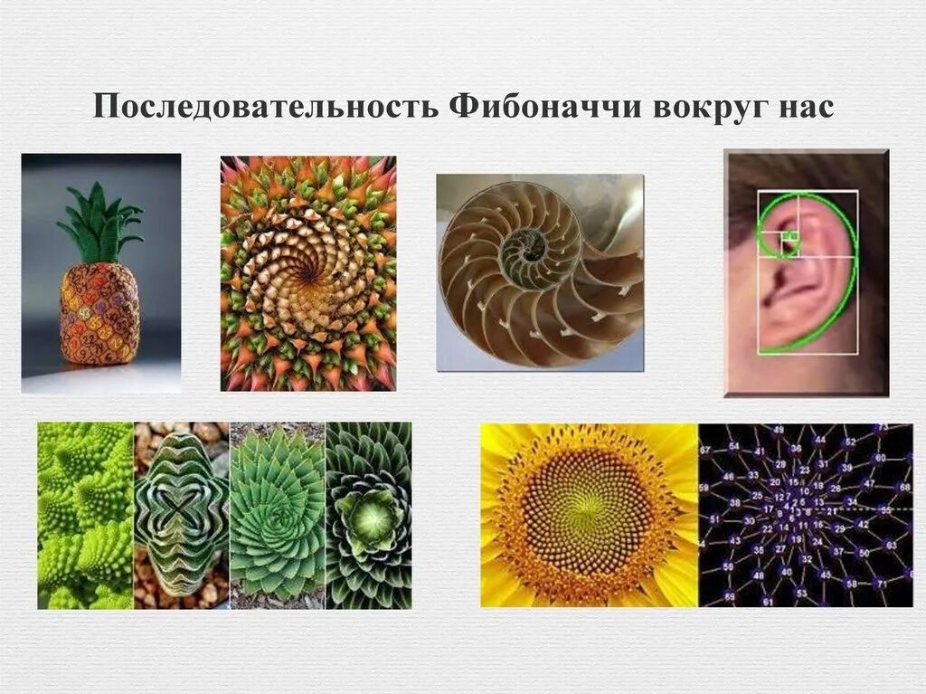 Порядковые числа фибоначчи. Числа фибоначчи. 011235813 последовательность фибоначчи. фибоначчи 5. последовательность трибоначчи это.