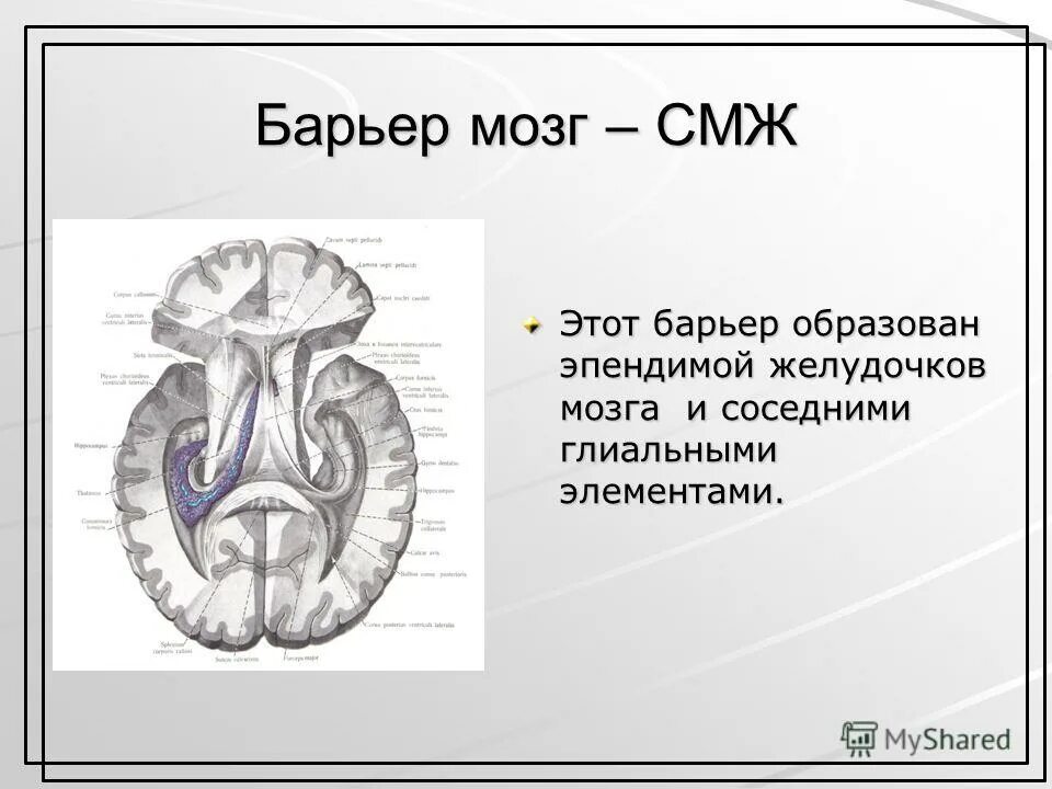 Спинной и головной мозг тест 8 класс