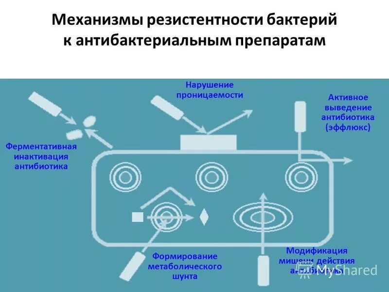 Стадия резистентности