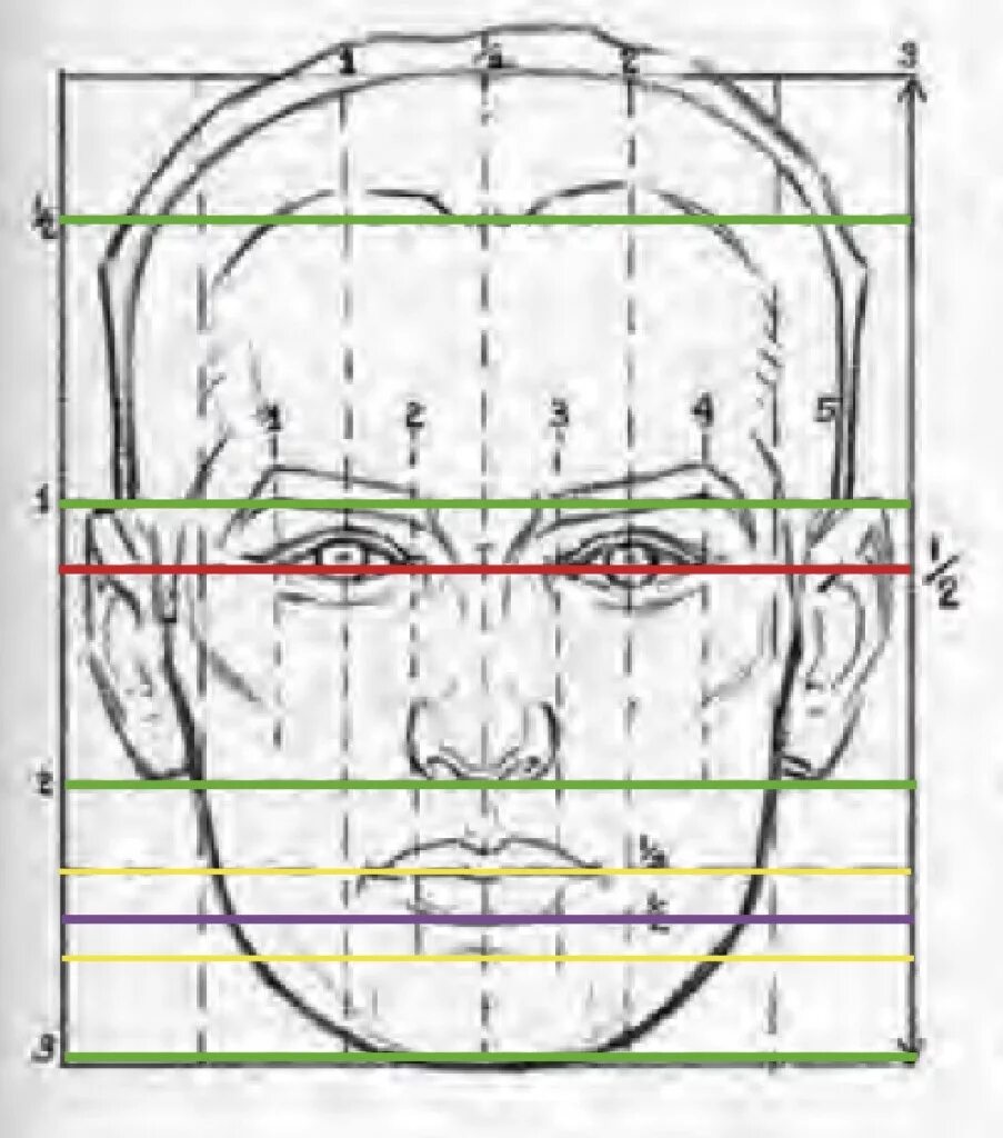 Лицо часть головы человека. Построение головы человека пропорции. Портрет построение пропорции. Портрет человека схема деления пропорции лица. Пропорции головы человека анфас и профиль.