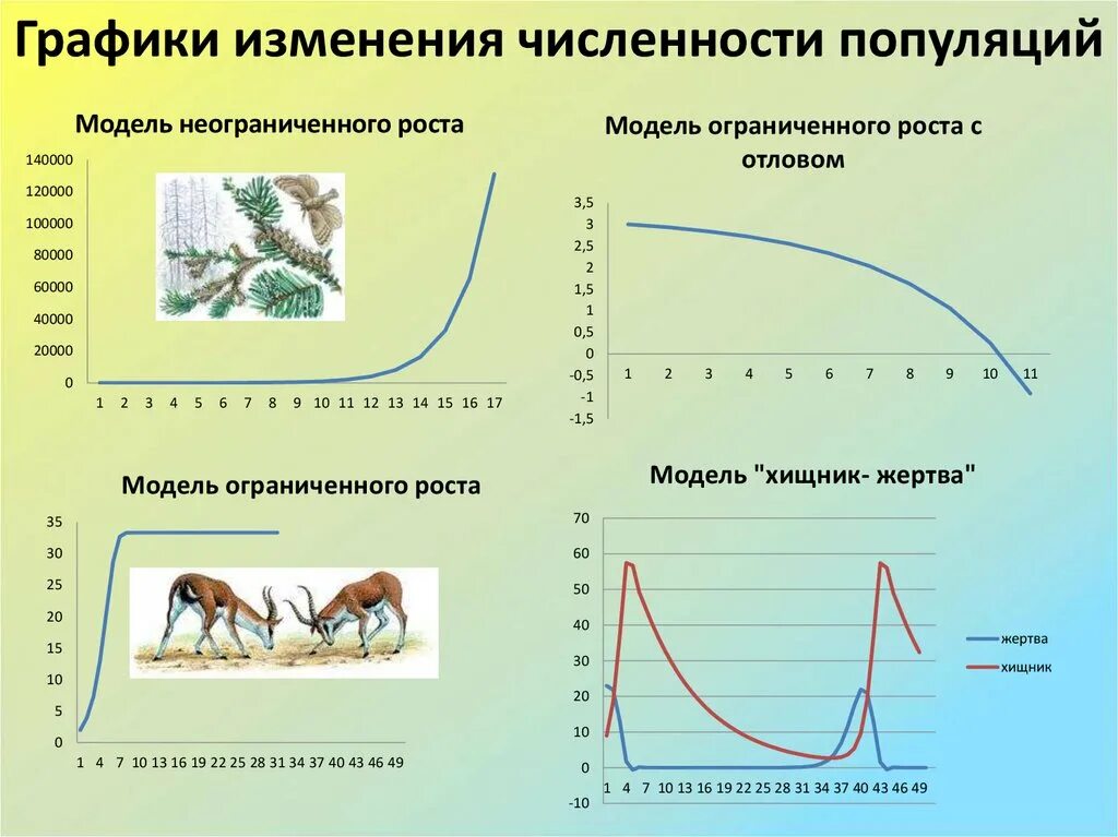 Графики изменения численности популяций. График динамики численности популяции. График изменения численности популяции. Механизм динамики численности популяции.