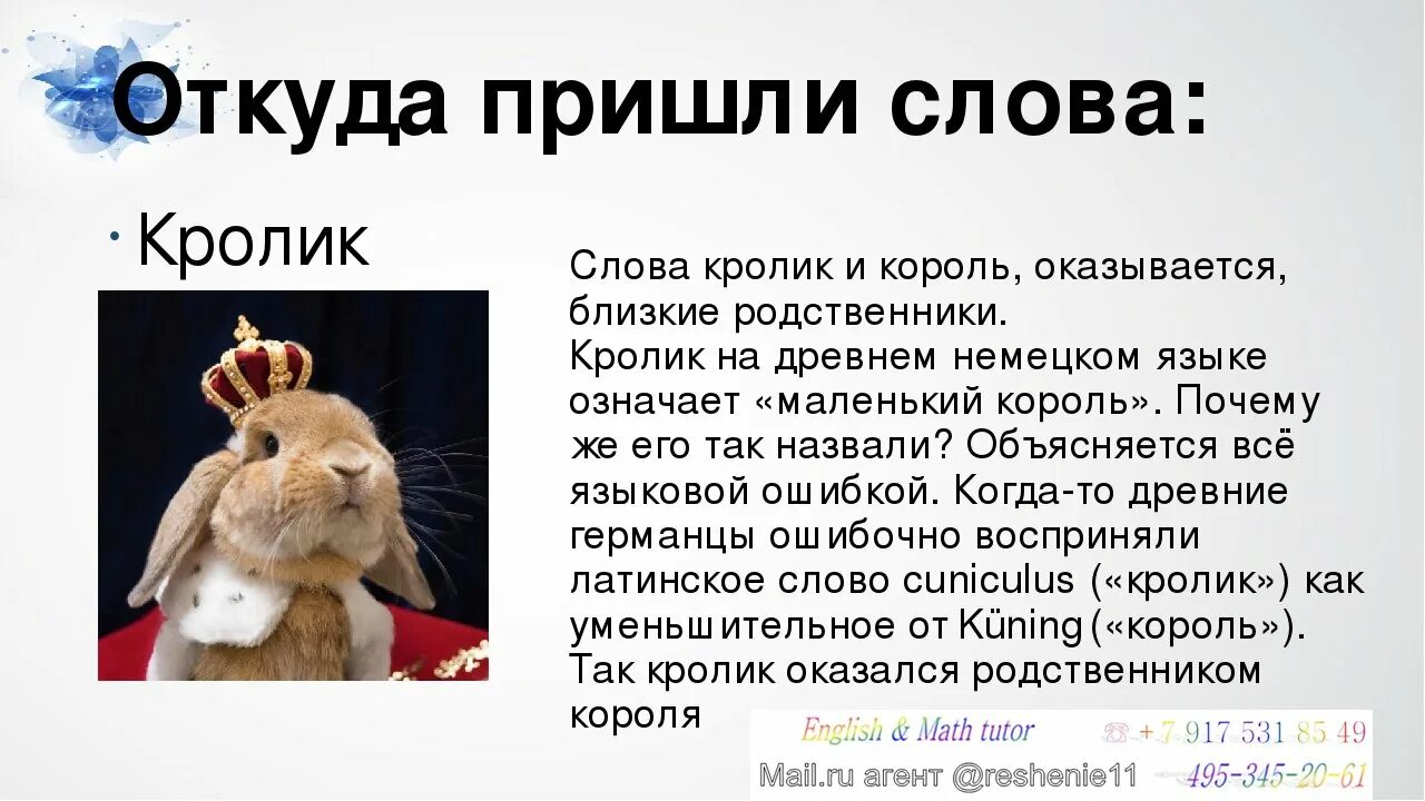 Техника плавания кроль на спине доклад. Текст про кролика. Слова кроль. Слова кроль. Слова кроль.