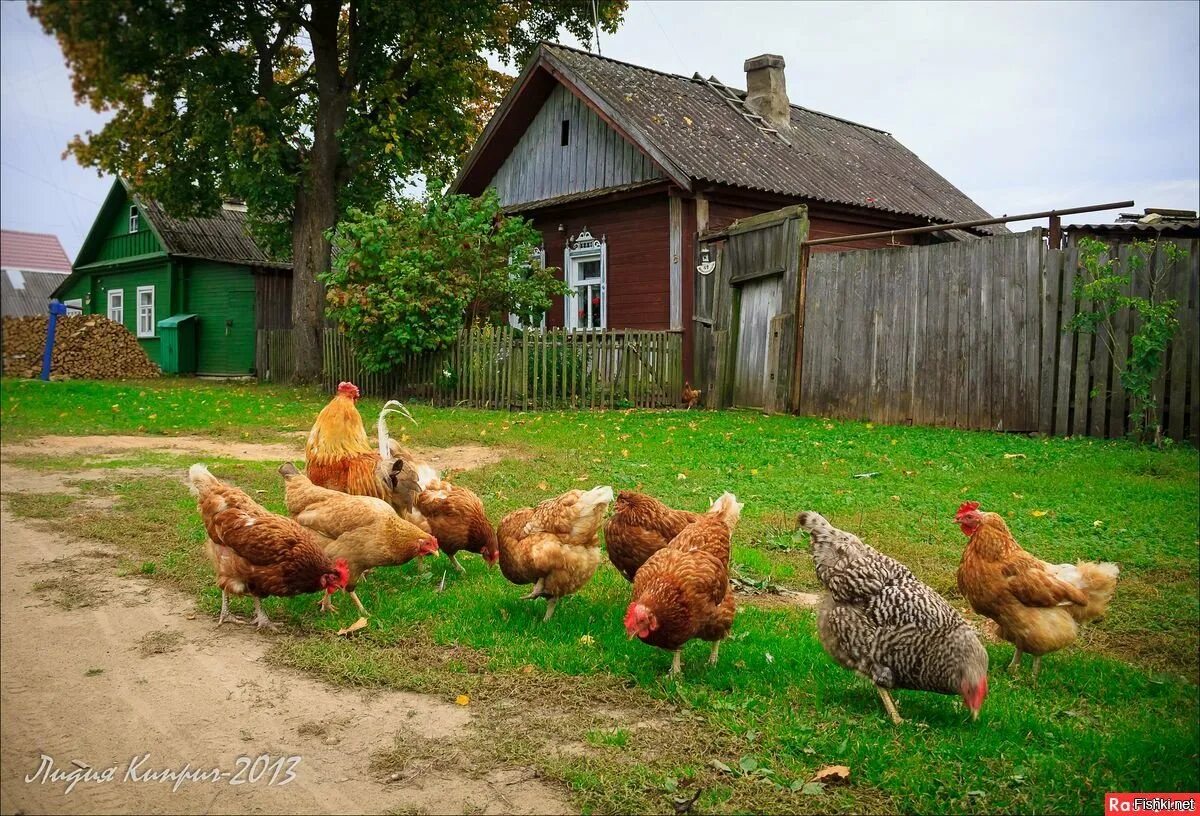 Дом 2 курица. Животные в деревне. Курятник в деревне. Птичий двор в деревне. Домашние животные в деревне.