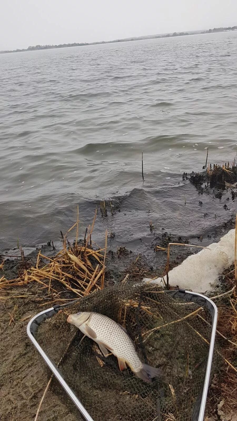 Рыбалка аэс. Нововоронежский пруд охладитель. Пруд в Нововоронеже. Пруд охладитель Нововоронежская рыба. Нововоронежский пруд охладитель рыбалка.