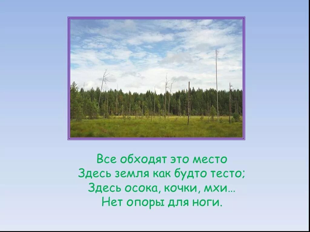 Земля как будто стала шире. Все обходят это место здесь земля как будто тесто. загадка про осоку. сообщение про болото 5 класс здесь осока кочки. слова песни осока.