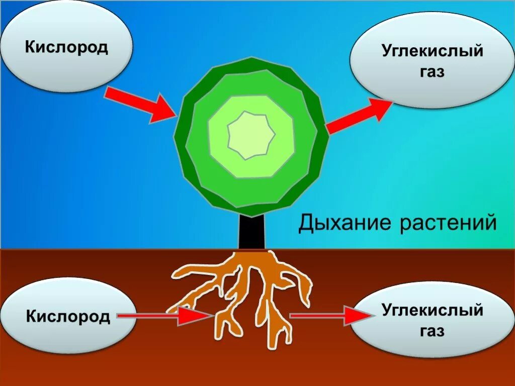 Схема как происходит дыхание растений. Дыхание растений. Растения дышат. Процесс дыхания растений. Схема процесса дыхания растения.