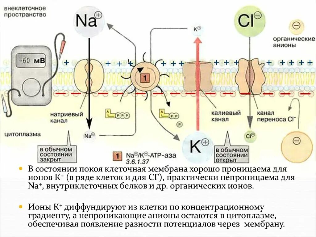 Мембрана возбудимой клетки. Клеточная оболочка проницаема для. Мембрана непроницаема для ионов. Клеточная мембрана возбудимых клеток в покое. В состоянии покоя клеточная мембрана проницаема для ионов.