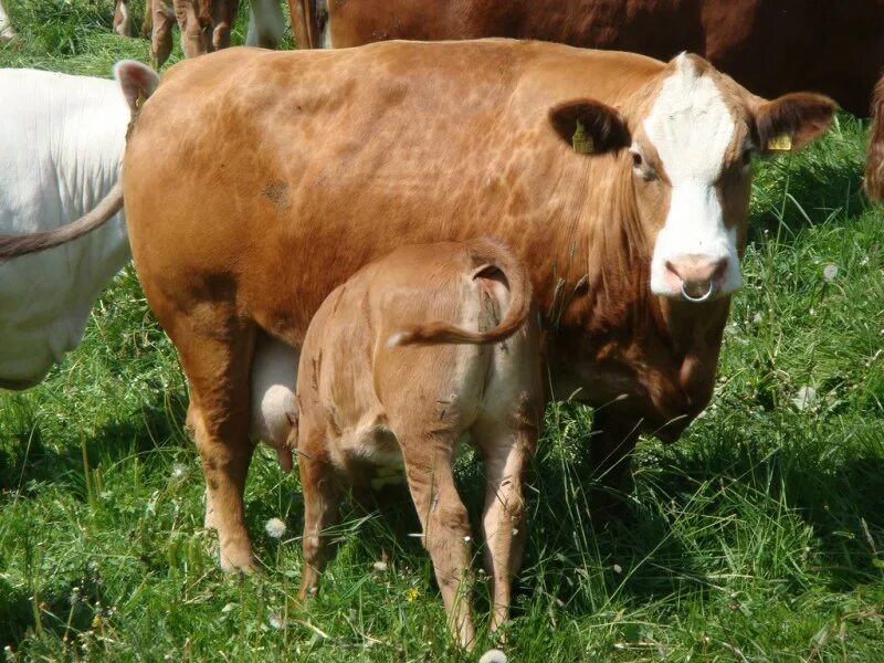 Телята после рождения. Упитанные коровы. Упитанные телята. Тучная корова.