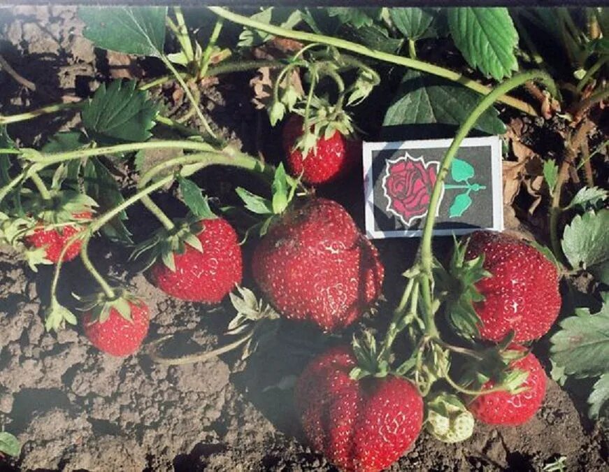 Сорт клубники зенга зенгана. Молинг пандора клубника описание сорта. Земляника садовая моллинг алюр. Земляника верди. Молинг пандора клубника.