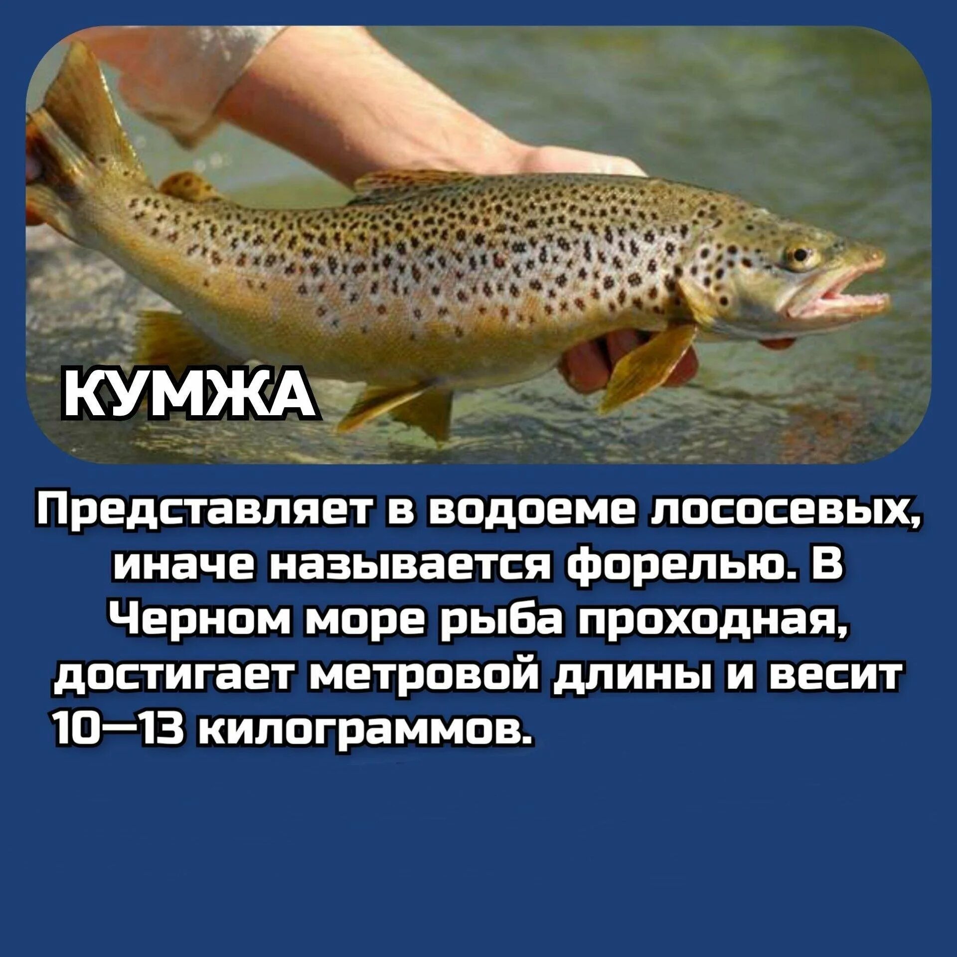 Самая ценная рыба черного моря. Балабан Черноморский рыба. Черноморская рыбалка черное море. Московское море какая рыба водится.