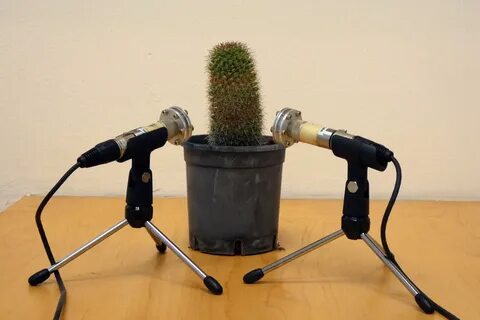Sound plant