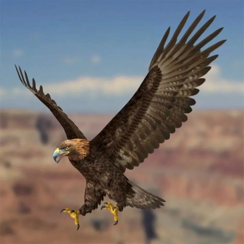 Berkut. Орел беркут. Беркут голова. Беркут aquila chrysaetos (linnaeus, 1758). Беркут aquila chrysaetos (linnaeus, 1758).