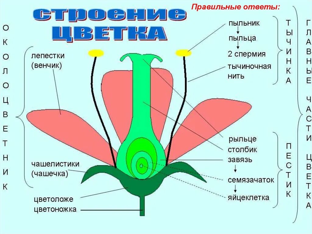 Завязь покрытосеменных