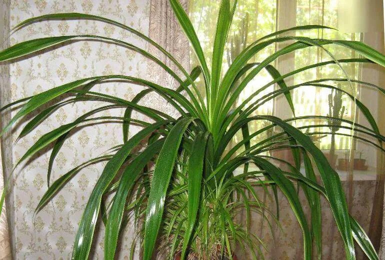 Комнатное растение панданус. Панданус. растение панданус. панданус вейча. панданус комнатное растение.