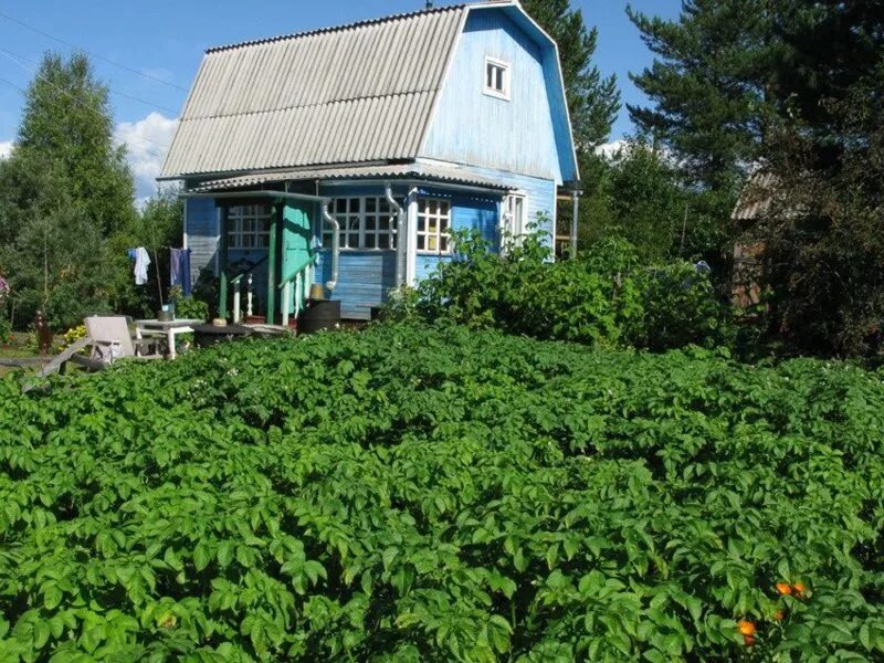 Дачи в архангельске купить свежие объявления. Дачи в Архангельске. Архангельск Дачная 35. СНТ красное на Бревеннике в Архангельске. Дачи в сот красное на Бревеннике Архангельск.