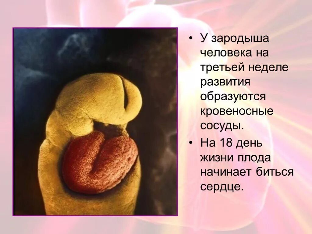 Во сколько недель бьется сердце у ребенка. Сердце эмбриона человека. сердце у зародыша начинает биться. эмбрион человека 3 недели.