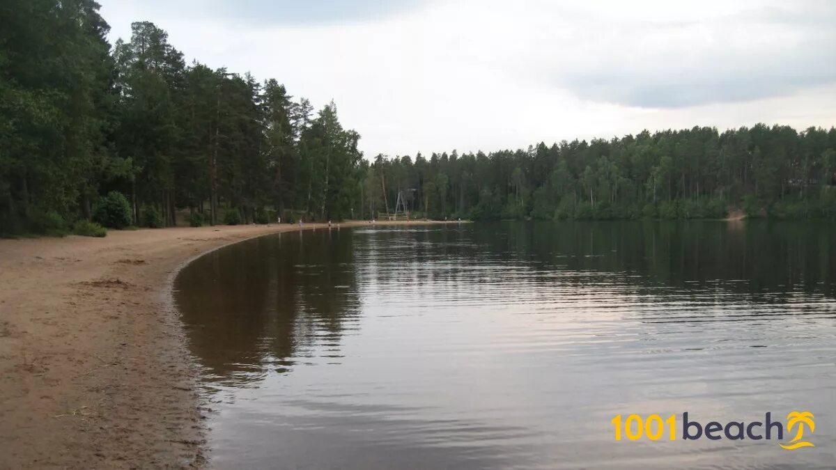Симагинское озеро пляж. Симагинское озеро ленинградская. Озеро красавица зеленогорск. Озеро красавица зеленогорск. Симагинское озеро лесная рапсодия.