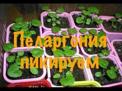 Когда пикировать герань