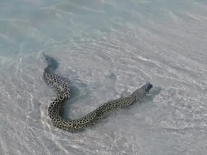 Змеи в каспийском море